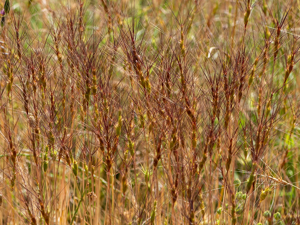 triuncialis und neglecta